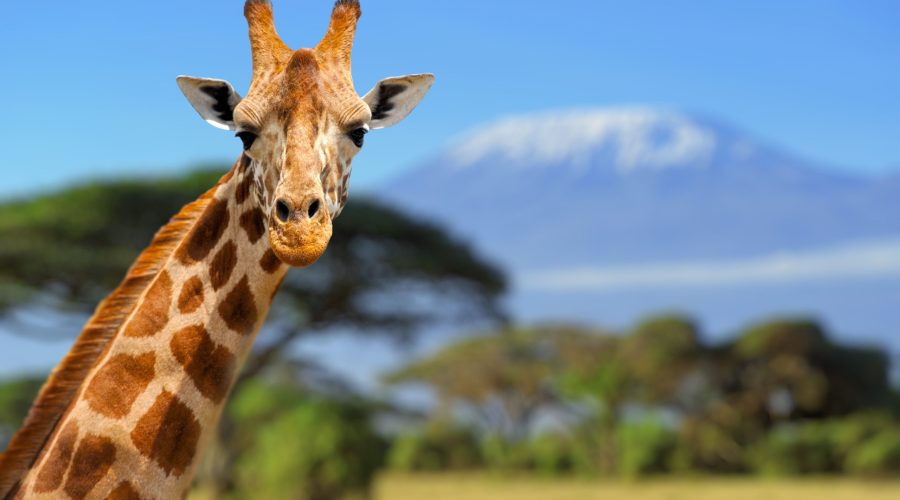 Giraffe,In,Front,Of,Kilimanjaro,Mountain,-,Amboseli,National,Park