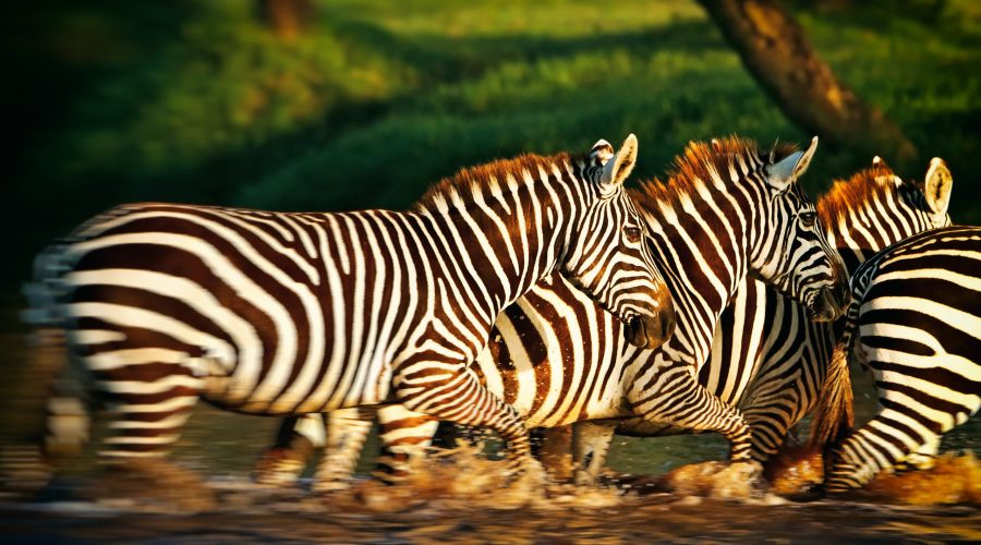 Zebras,Crossing,A,River,In,The,Lake,Nakuru,National,Park,
