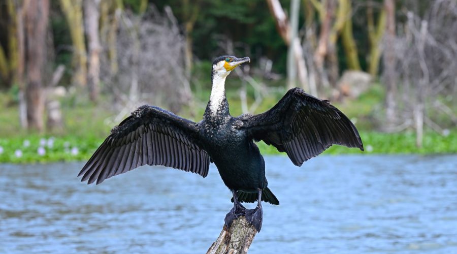 Great,Cormorant,Bird,Dries,Its,Wings,Sitting,On,A,Dry