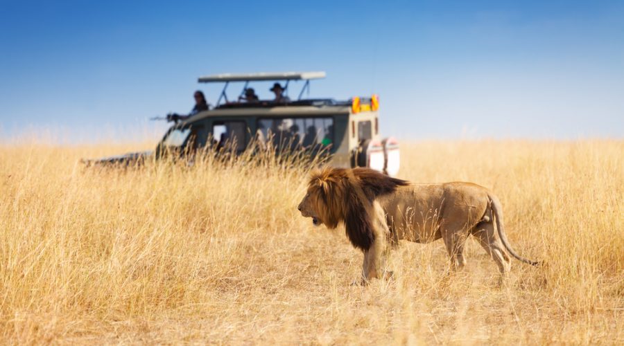 Portrait,Of,Beautiful,Big,Lion,At,Safari,Park